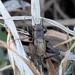 Bobilla killara (Pygmy Cricket) at Crace Grasslands - 11 Jun 2023 by trevorpreston
