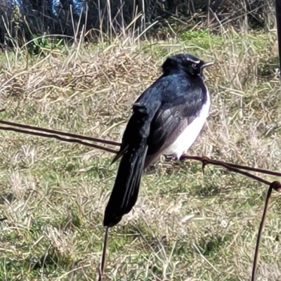 Rhipidura leucophrys (Willie Wagtail) at Lyneham, ACT - 11 Jun 2023 by trevorpreston