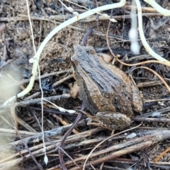 Crinia signifera (Common Eastern Froglet) at Jerrabomberra Grassland - 11 Jun 2023 by trevorpreston