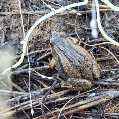 Crinia signifera (Common Eastern Froglet) at Jerrabomberra, ACT - 11 Jun 2023 by trevorpreston