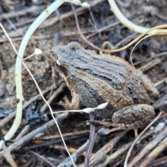 Crinia signifera at Jerrabomberra, ACT - 11 Jun 2023