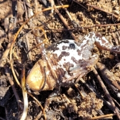 Crinia signifera at Jerrabomberra, ACT - 11 Jun 2023