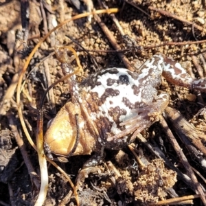 Crinia signifera at Jerrabomberra, ACT - 11 Jun 2023