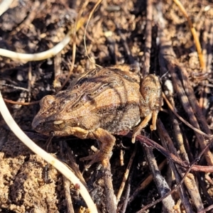 Crinia signifera at Jerrabomberra, ACT - 11 Jun 2023