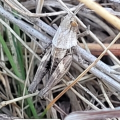 Perunga ochracea (Perunga grasshopper, Cross-dressing Grasshopper) at Jerrabomberra Grassland - 11 Jun 2023 by trevorpreston