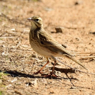 Anthus australis (Australian Pipit) at Molonglo Valley, ACT - 11 Jun 2023 by Thurstan