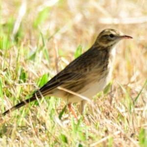 Anthus australis at Molonglo Valley, ACT - 11 Jun 2023