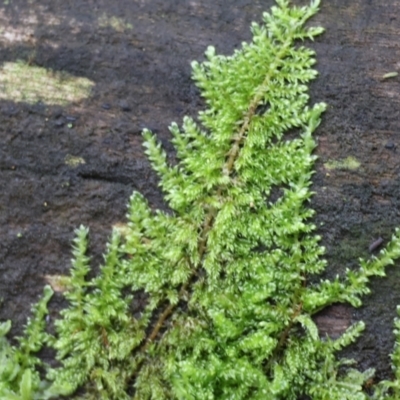Unverified Lichen, Moss or other Bryophyte at Stanley, VIC - 11 Jun 2023 by KylieWaldon