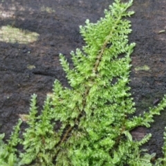 Unidentified Moss, Lichen, Liverwort, etc at Stanley, VIC - 11 Jun 2023 by KylieWaldon
