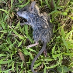 Rattus rattus (Black Rat) at Jerrabomberra, NSW - 11 Jun 2023 by SteveBorkowskis