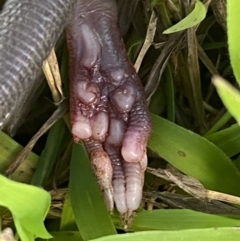 Rattus rattus at Jerrabomberra, NSW - 11 Jun 2023