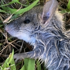 Rattus rattus at Jerrabomberra, NSW - 11 Jun 2023