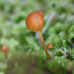 zz agaric (stem; gill colour unknown) at Stanley, VIC - 11 Jun 2023