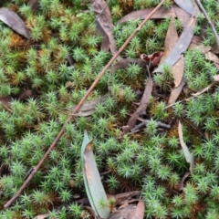 Unverified Moss, Liverwort or Hornwort at Stanley, VIC - 11 Jun 2023 by KylieWaldon