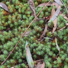 Unidentified Moss / Liverwort / Hornwort at Stanley, VIC - 11 Jun 2023 by KylieWaldon