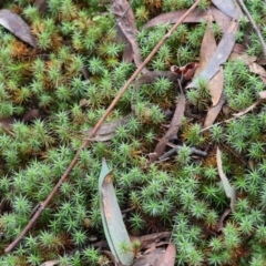 Unidentified Moss, Liverwort or Hornwort at Stanley, VIC - 11 Jun 2023 by KylieWaldon