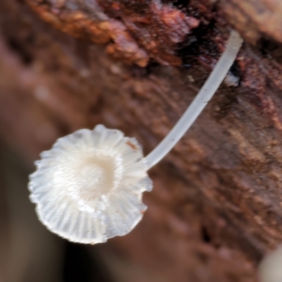 Mycena sp. ‘grey or grey-brown caps’ at Stanley, VIC - 11 Jun 2023 by KylieWaldon