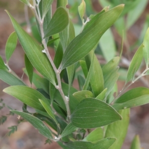Acacia melanoxylon at Stanley, VIC - 11 Jun 2023