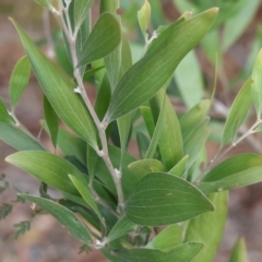 Acacia melanoxylon (Blackwood) at Stanley, VIC - 11 Jun 2023 by KylieWaldon