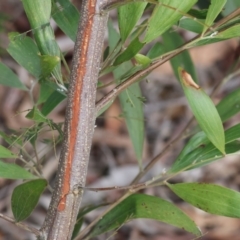 Acacia melanoxylon at Stanley, VIC - 11 Jun 2023 01:42 PM