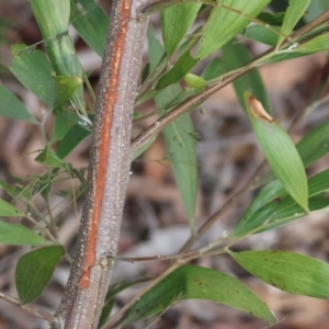 Acacia melanoxylon at Stanley, VIC - 11 Jun 2023