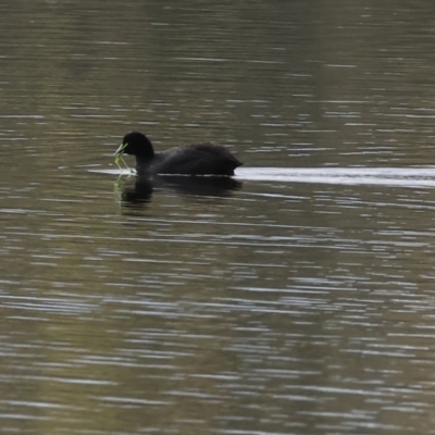 Fulica atra (Eurasian Coot) at Stanley, VIC - 11 Jun 2023 by KylieWaldon