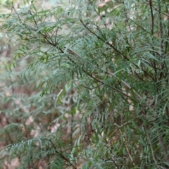 Polyscias sambucifolia at Stanley, VIC - 11 Jun 2023