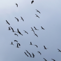 Threskiornis spinicollis (Straw-necked Ibis) at Stanley, VIC - 11 Jun 2023 by KylieWaldon