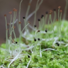 Unidentified Moss, Liverwort or Hornwort at Stanley, VIC - 11 Jun 2023 by KylieWaldon