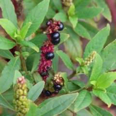 Phytolacca octandra (Inkweed) at Stanley, VIC - 11 Jun 2023 by KylieWaldon