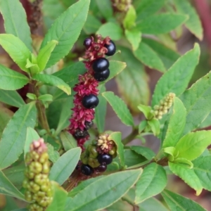 Phytolacca octandra at Stanley, VIC - 11 Jun 2023