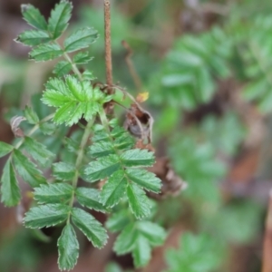 Acaena (genus) at Stanley, VIC - 11 Jun 2023