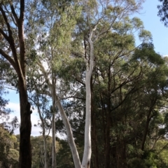 Eucalyptus mannifera (Brittle Gum) at Beechworth, VIC - 11 Jun 2023 by KylieWaldon