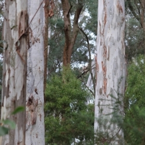 Eucalyptus mannifera at Beechworth, VIC - 11 Jun 2023