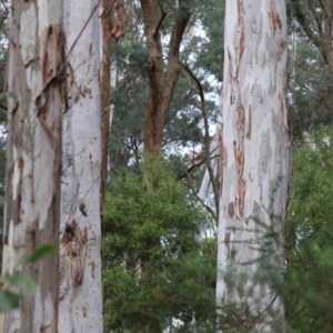 Eucalyptus mannifera at Beechworth, VIC - 11 Jun 2023 01:26 PM