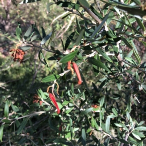 Grevillea sp. at Garran, ACT - 10 Jun 2023 11:56 AM