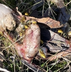 Vespula germanica at Tennent, ACT - 11 Jun 2023