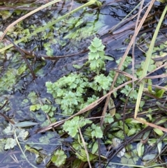Ranunculus pimpinellifolius (Bog Buttercup) at Cotter River, ACT - 11 Jun 2023 by Mavis