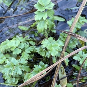 Ranunculus pimpinellifolius at Cotter River, ACT - 11 Jun 2023