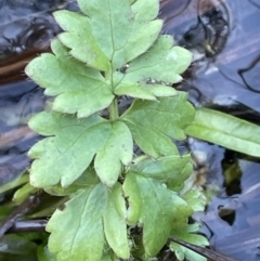 Ranunculus pimpinellifolius at Cotter River, ACT - 11 Jun 2023