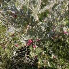 Grevillea lanigera (Woolly Grevillea) at Cotter River, ACT - 11 Jun 2023 by Mavis