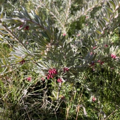 Grevillea lanigera (Woolly Grevillea) at Namadgi National Park - 11 Jun 2023 by Mavis