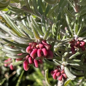 Grevillea lanigera at Cotter River, ACT - 11 Jun 2023