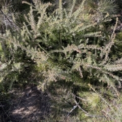 Grevillea lanigera at Cotter River, ACT - 11 Jun 2023 01:56 PM