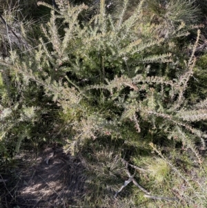 Grevillea lanigera at Cotter River, ACT - 11 Jun 2023