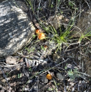 Hygrocybe sp. at Cotter River, ACT - 11 Jun 2023