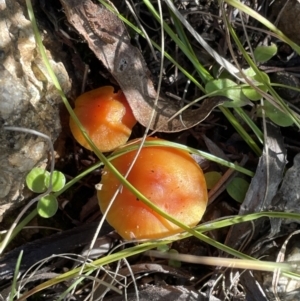 Hygrocybe sp. at Cotter River, ACT - 11 Jun 2023