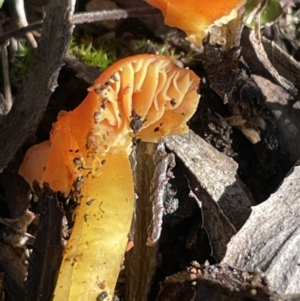 Hygrocybe sp. at Cotter River, ACT - 11 Jun 2023