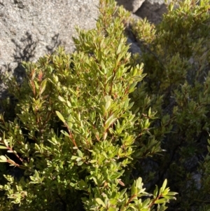 Leucopogon gelidus at Rendezvous Creek, ACT - 11 Jun 2023