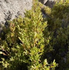 Leucopogon gelidus at Rendezvous Creek, ACT - 11 Jun 2023 by Mavis